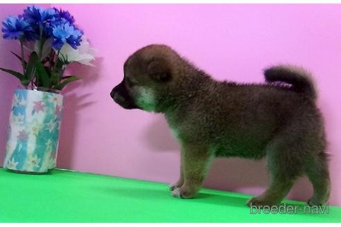 成約済の埼玉県の柴犬-189490の3枚目